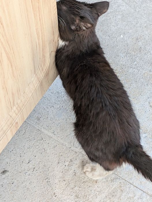 Отдам котенка в хорошие руки