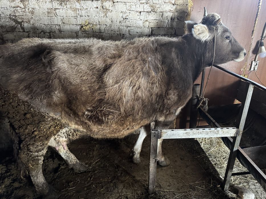 Продам трех коров срочно