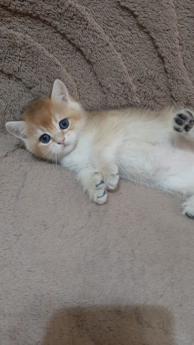 Золотая шиншилла, мальчик