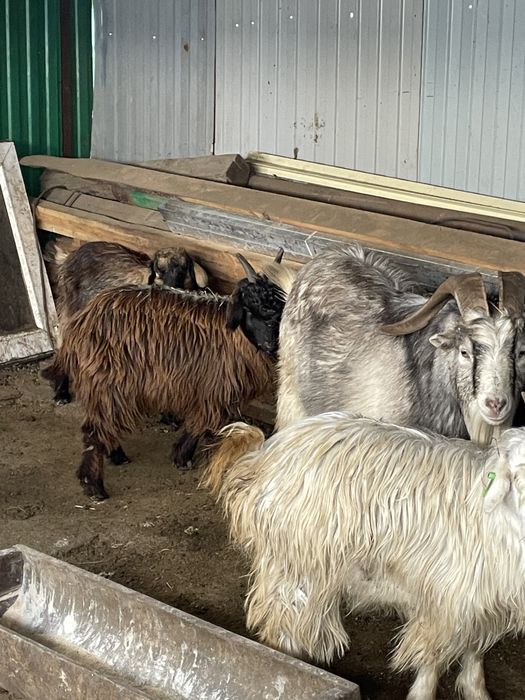 Қой токты ешкі сатылады