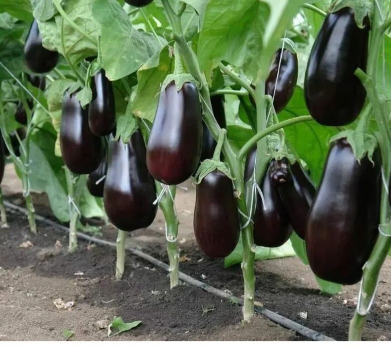 Продам баклажаны дачные