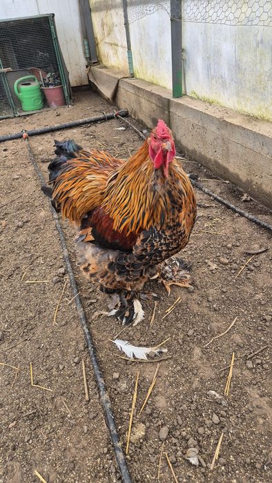 Cocoș brahma portelan