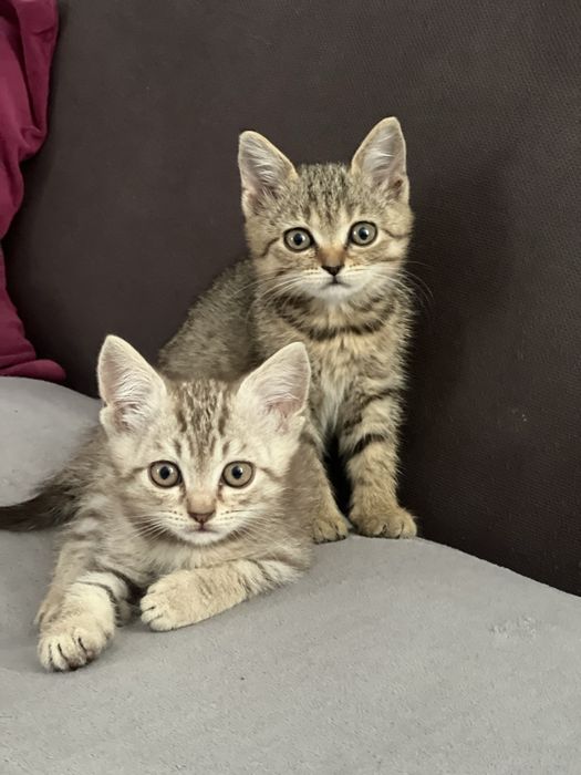 Котята бринатнцы