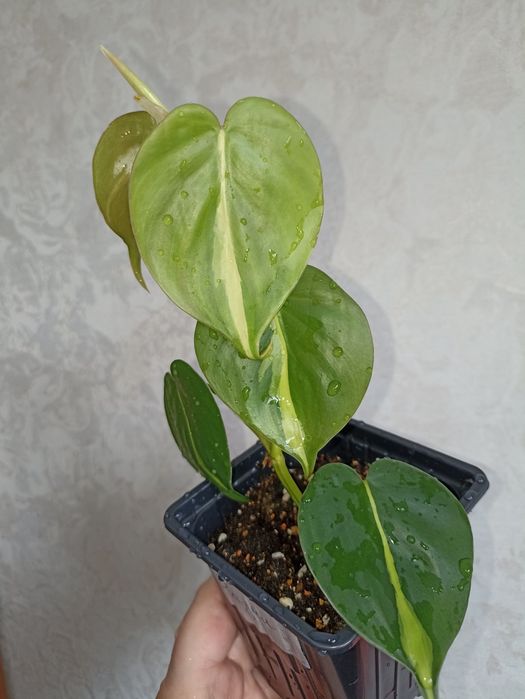 Комнатные растения