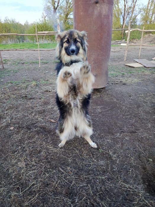 Продам собаку для пасьбы