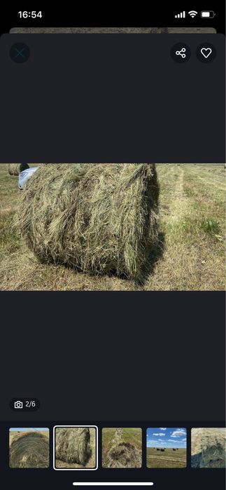 Сено,луговое разнотравье