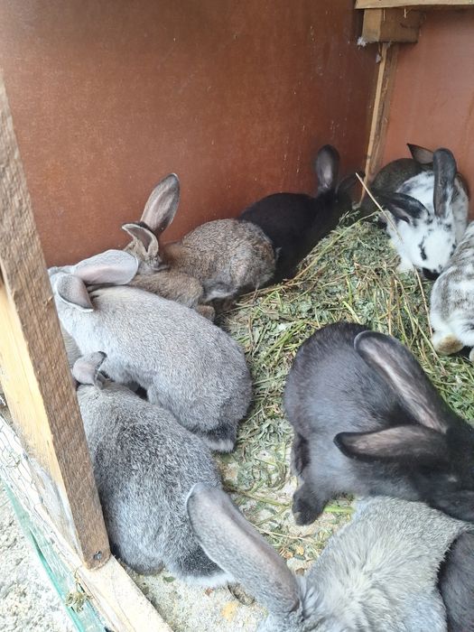 Vând iepurași în vârstă de 2 luni