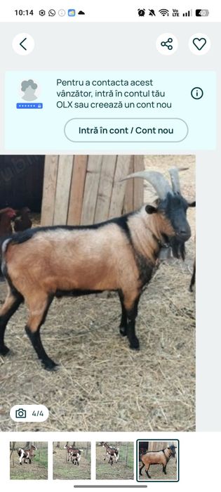 Țap de vînzare Alpin francez genetică foarte bună caută altă casă