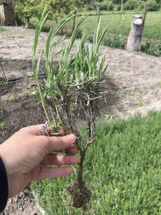 Лавандула разсад