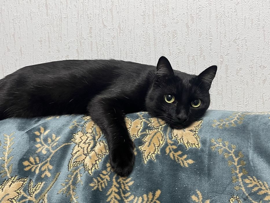 Отдаем котика один годик