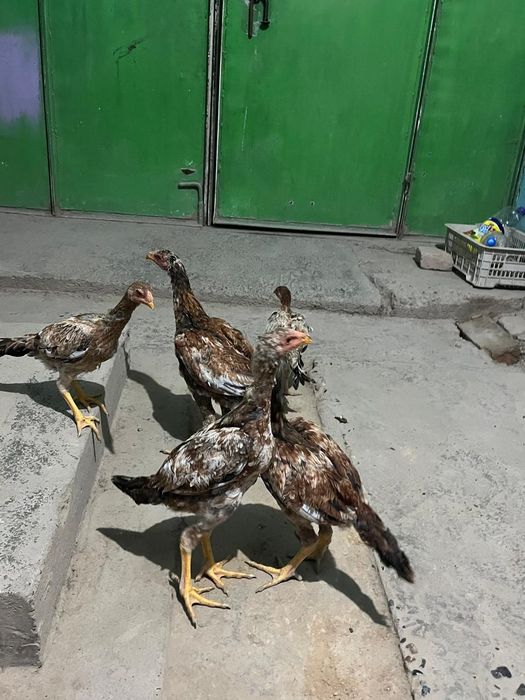 На продажу бойцовые цыплята