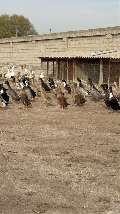Бегунок утки ordak урдак сотилади