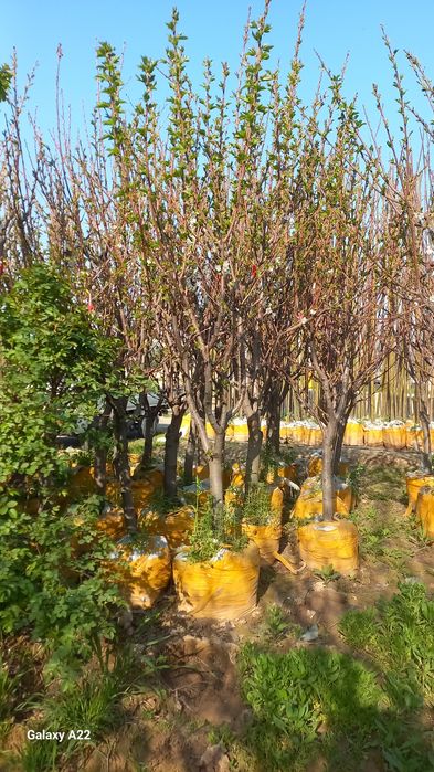 Asalomu alekum vevalik ko‘chatlar bor 250000