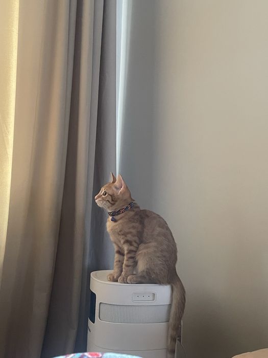 котенок домашнийй 7 месяцев