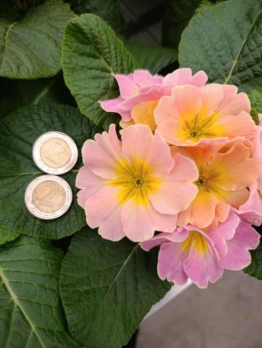 Цветя иглика циклама зюмбюл карамфил виола