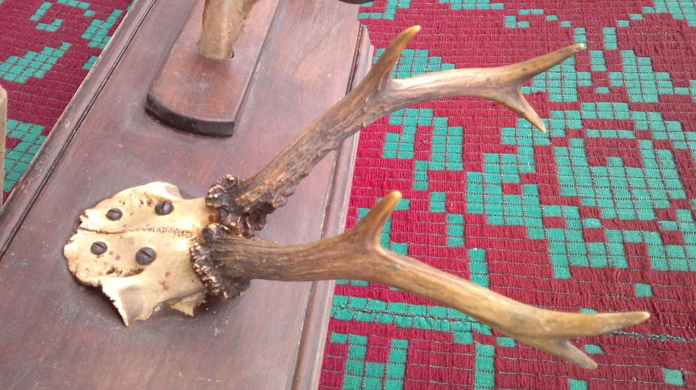 Cuier vanatoresc.  1950