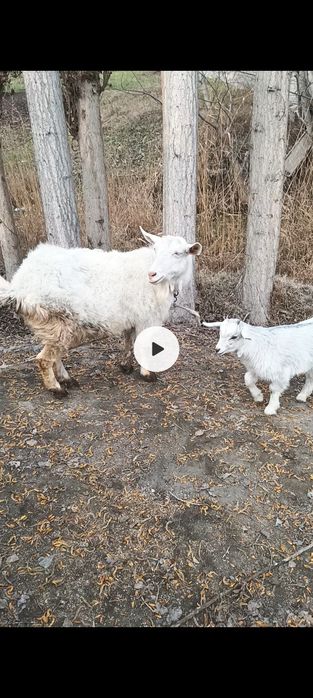 Эчки сотилади эна бола