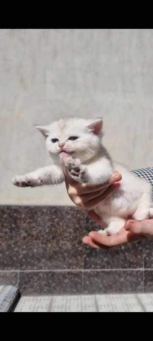 Shinshila mushukchalar sotiladi