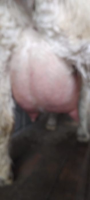 занен саунды ешкі сатылады