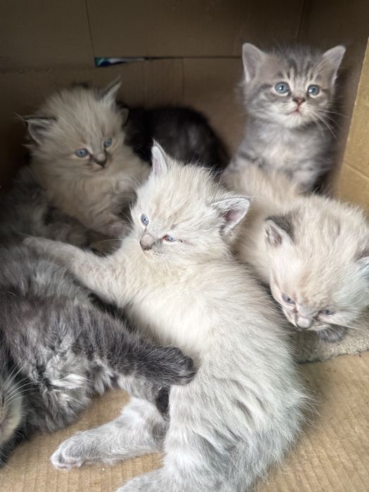 Котята один месяц