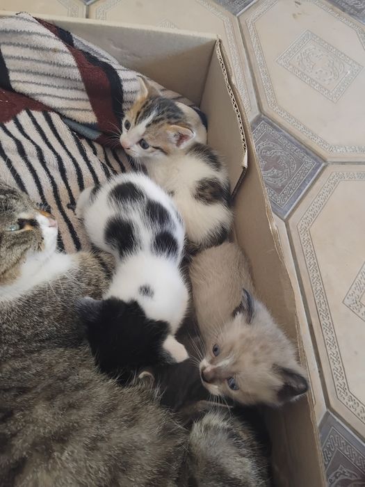 Отдам в добрые руки