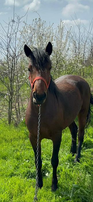 Vând Iapa 3 ani jumate