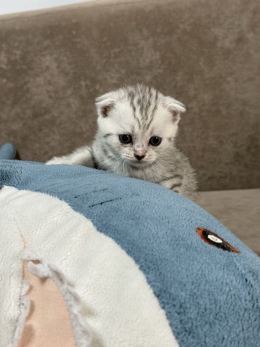 Продам котят шотландцев ,вислоухих