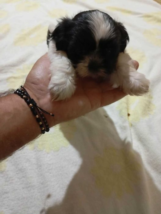 Catelus rasa shih tzu