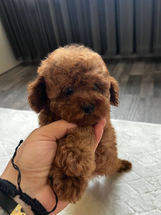 Пудел ТоЙ Pudlle Toy