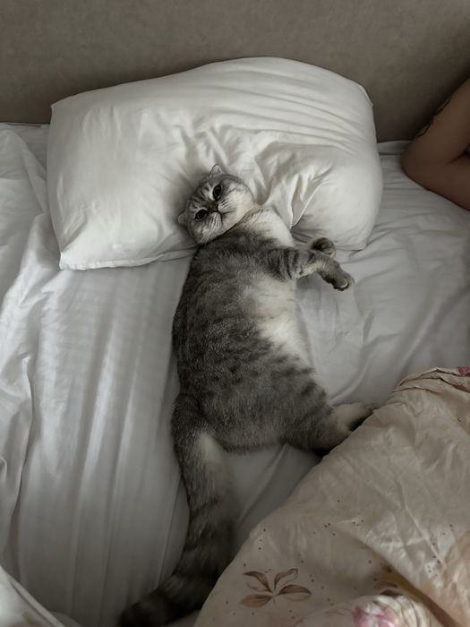 Передержка собак и кошек