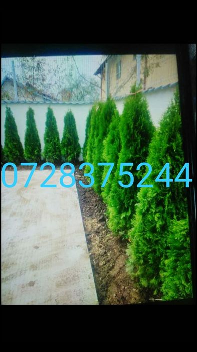 Arțar magnolia pom pon photinia Tei