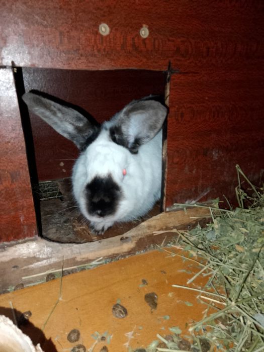 Продажа кроликов