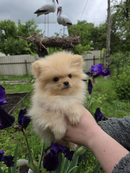 Померанский шпиц