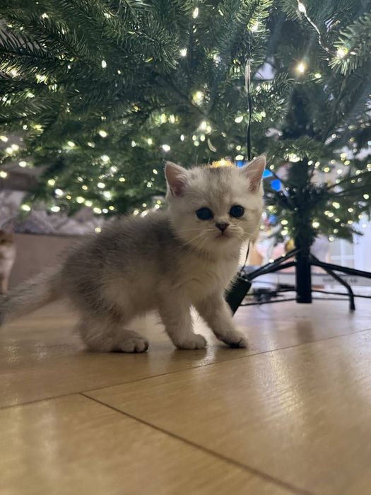 Чистокровная шиншилла котик и кошка