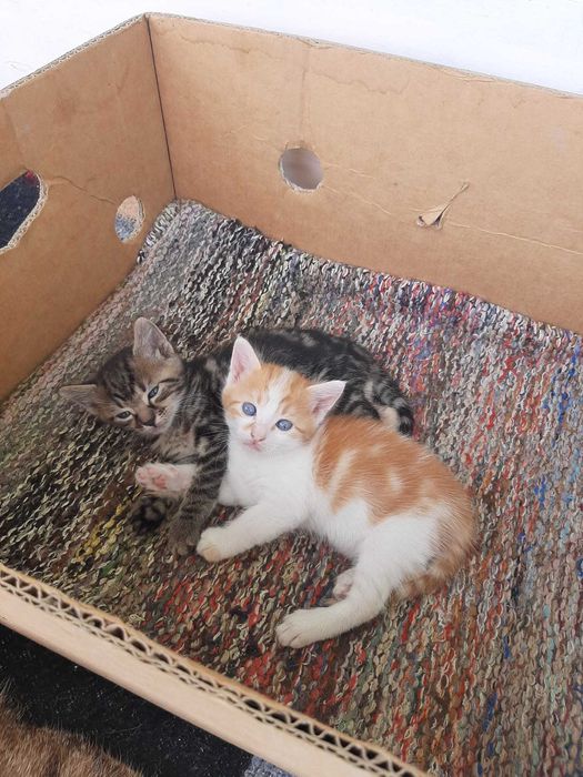 Две малки мъжки котарачета търсят нов дом