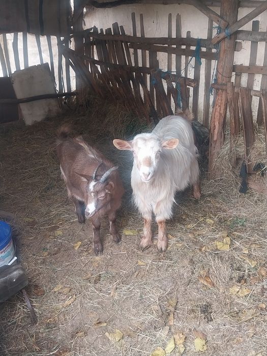 Vând 2 capre  detali în privat