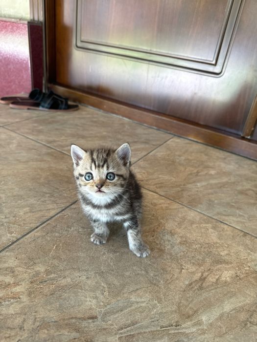 Mushuk sotiladi srochna annig omoxchi bosela tel qilila .