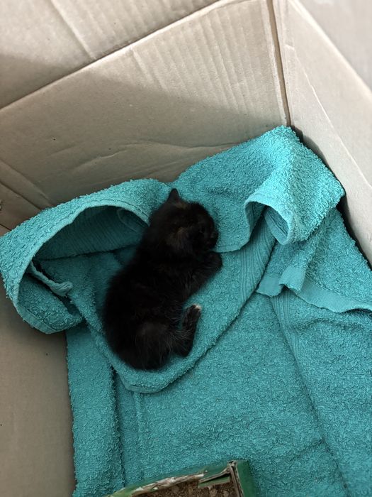 Отдам в добрые руки котёнка девочка