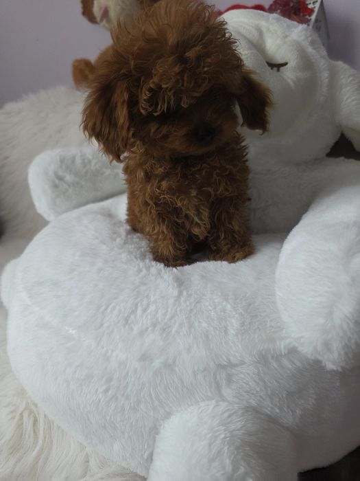 Пудел той с родословие/всички ваксини