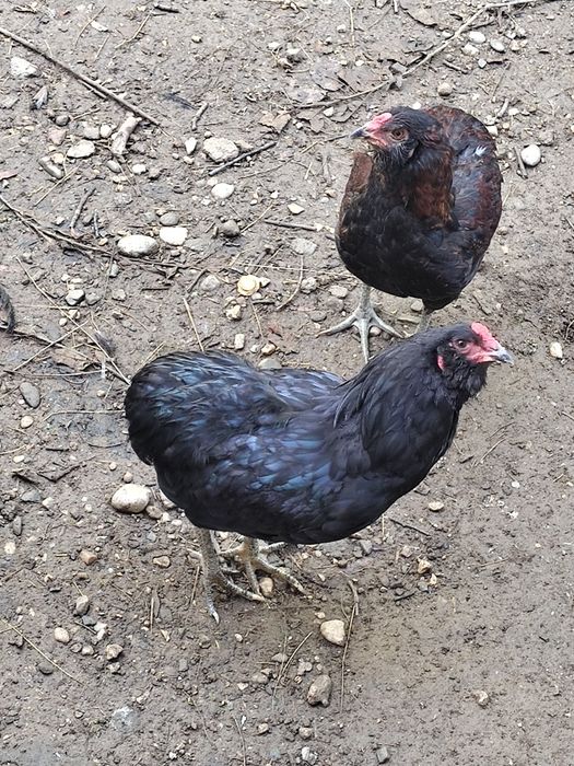 Vand 1 cocos Sussex HD,1 Araucana negruși Rățoi alergătoare indiana potârnichii salbatic