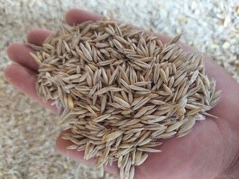 Продам овес качество супер цена ниже рынка