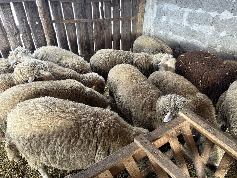 Vand berbecuti si mielute