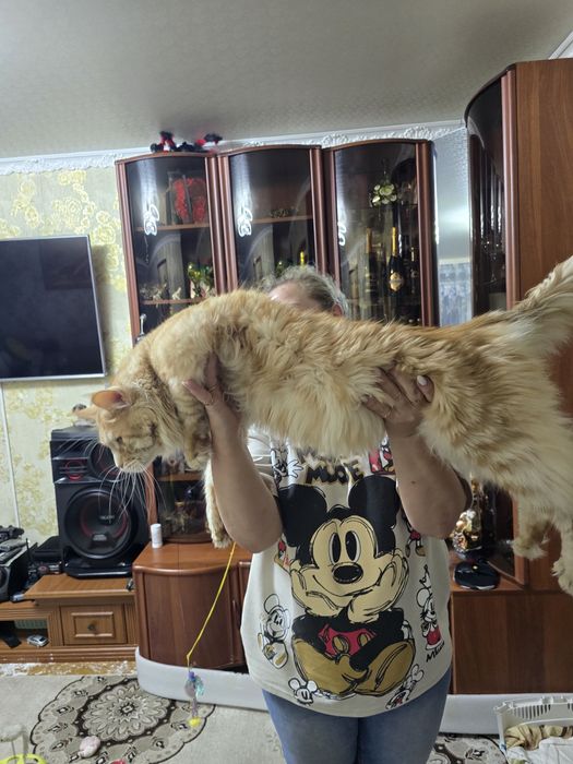 Продажа. Котята Мейн кун