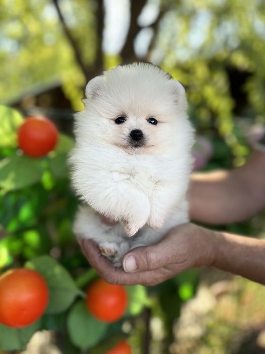 Красивая малышка шпица