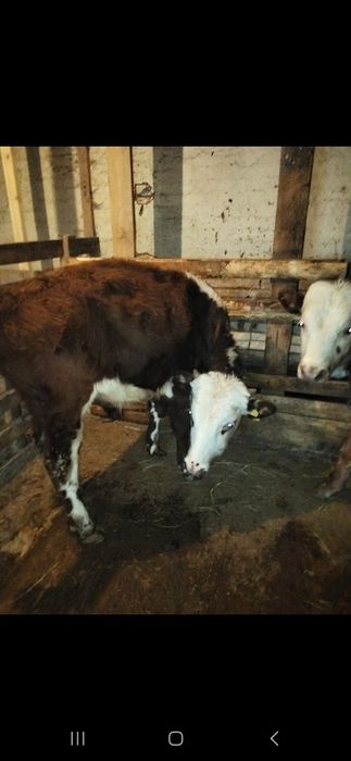 Баспак сатылады скот дима недит