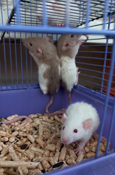 Крыски рекс сиам