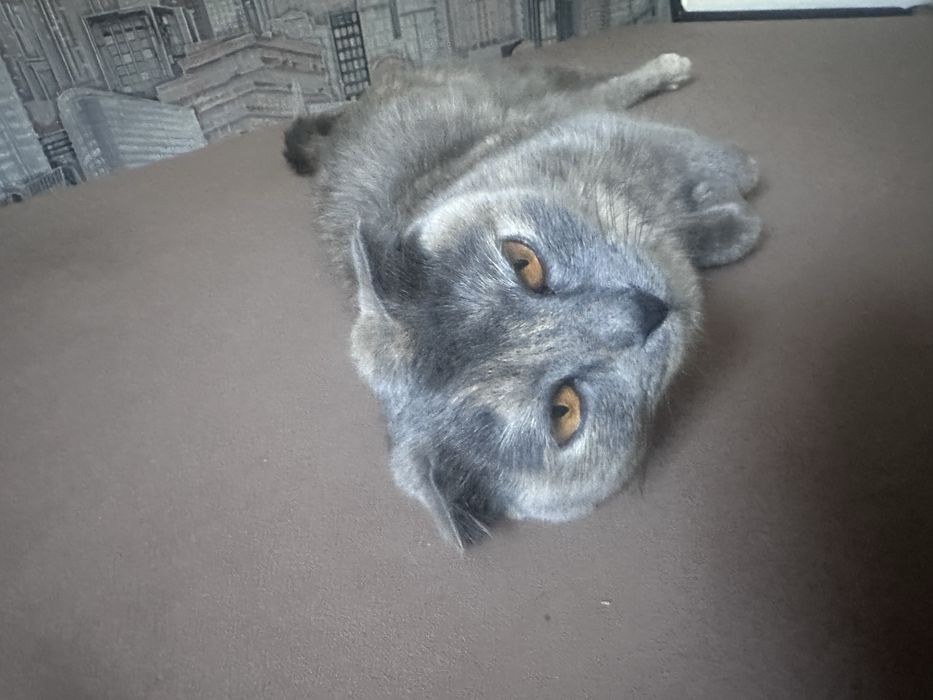 Шотландский кошка
