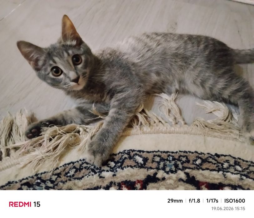 Отдам котенка  в добрые руки
