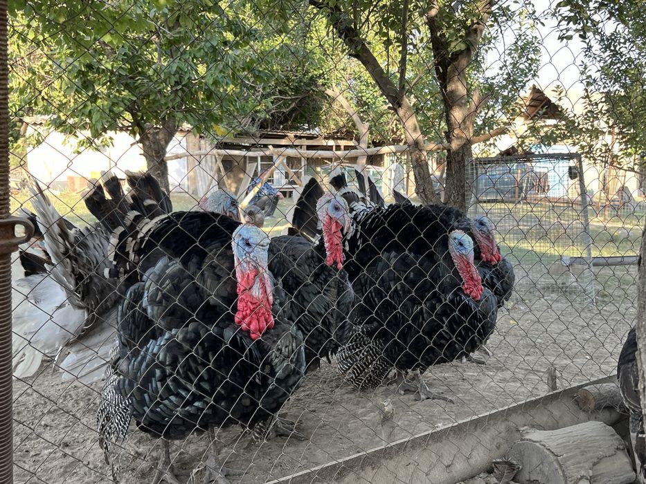 Индюки продаются