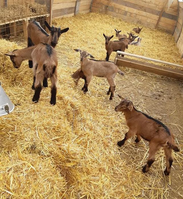 Iezi și iedite rasa  sannen și rasa Alpin Franceză